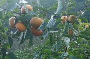 ���콺�� Ŭ���Ͻø� �����̹����� ���Ǽ� �ֽ��ϴ�.