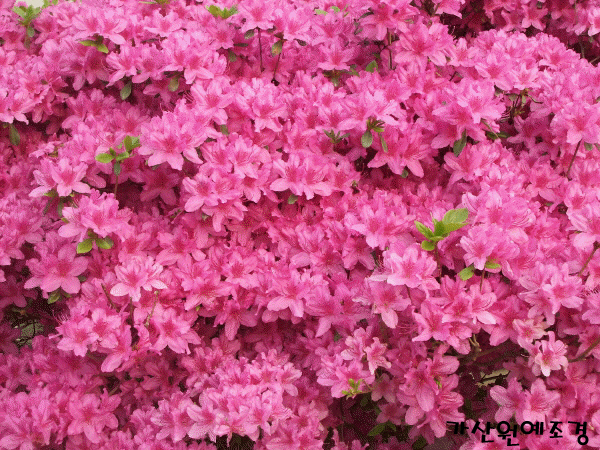 ���콺�� Ŭ���Ͻø� �����̹����� ���Ǽ� �ֽ��ϴ�.