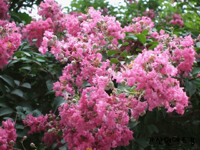 ���콺�� Ŭ���Ͻø� �����̹����� ���Ǽ� �ֽ��ϴ�.