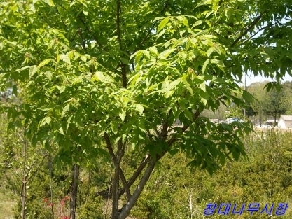 ���콺�� Ŭ���Ͻø� �����̹����� ���Ǽ� �ֽ��ϴ�.