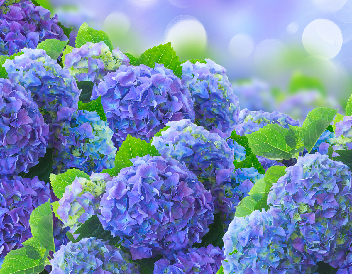 ���콺�� Ŭ���Ͻø� �����̹����� ���Ǽ� �ֽ��ϴ�.
