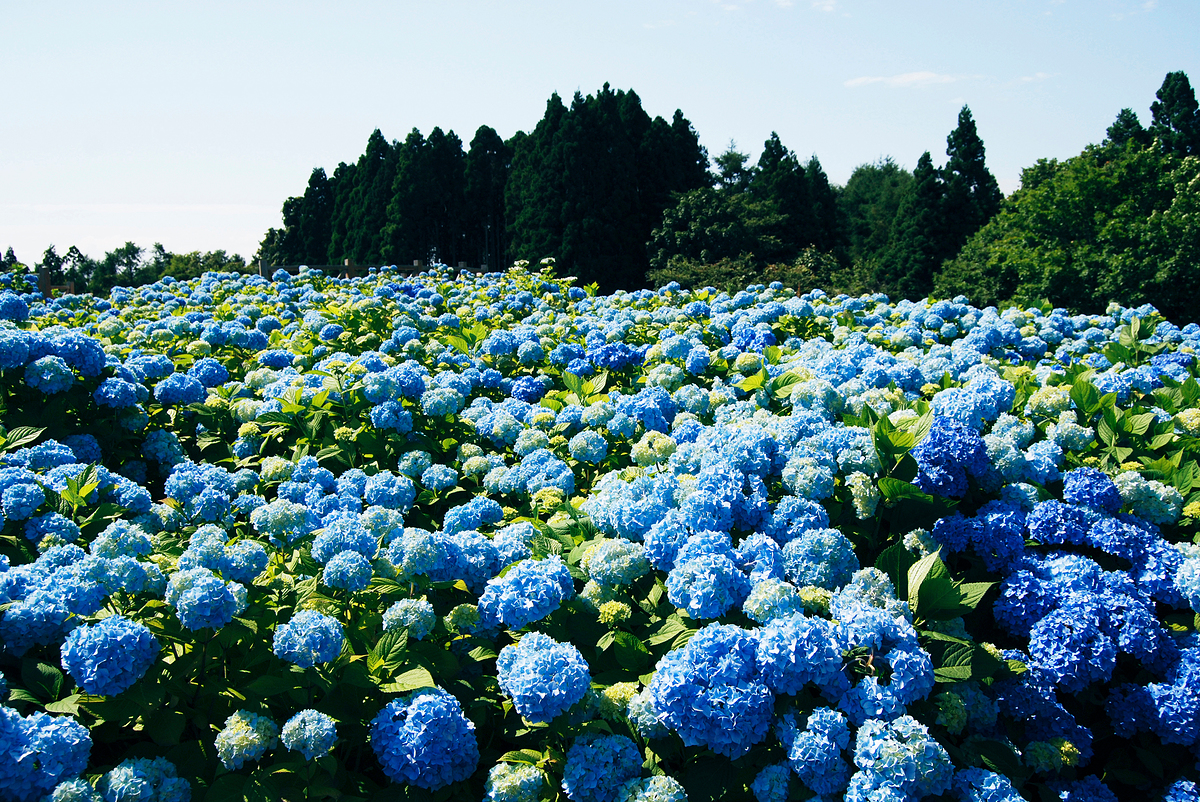 ���콺�� Ŭ���Ͻø� �����̹����� ���Ǽ� �ֽ��ϴ�.
