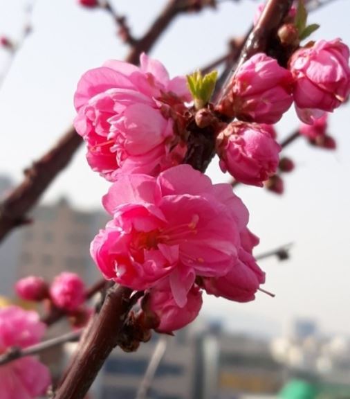 ���콺�� Ŭ���Ͻø� �����̹����� ���Ǽ� �ֽ��ϴ�.