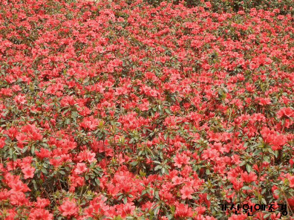 ���콺�� Ŭ���Ͻø� �����̹����� ���Ǽ� �ֽ��ϴ�.