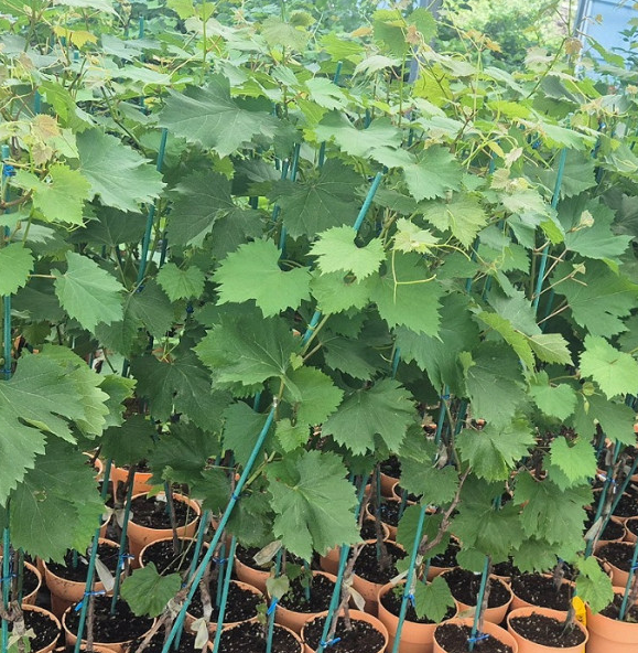 ���콺�� Ŭ���Ͻø� �����̹����� ���Ǽ� �ֽ��ϴ�.