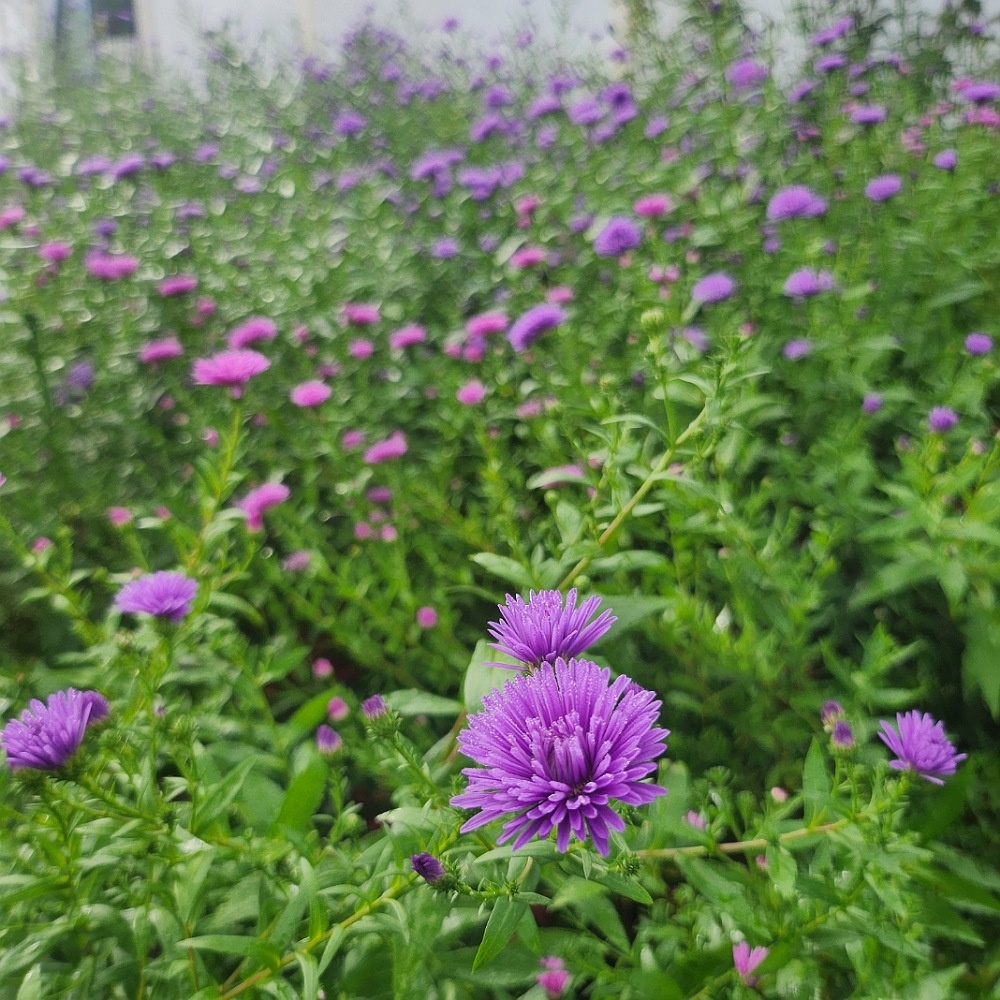 ���콺�� Ŭ���Ͻø� �����̹����� ���Ǽ� �ֽ��ϴ�.